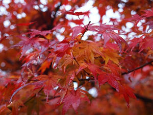 PB252999shuusei.JPG