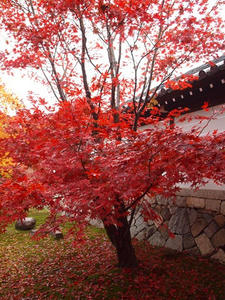 PB253077SHUUSEI.JPG