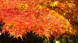 PB253182SHUUSEI.JPG