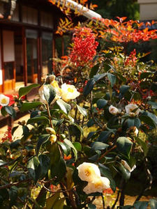 PB253328SHUUSEI.JPG