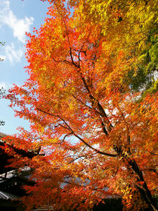 PB253508shuusei.jpg