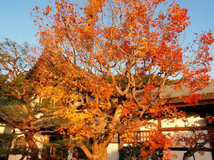 PB253641shuusei.jpg