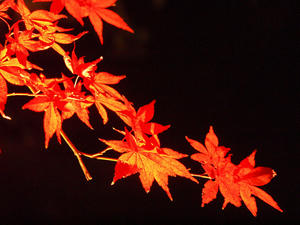 PB253898shuusei.jpg