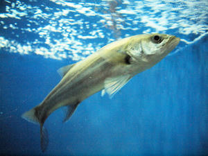 20100101_392shuusei.jpg