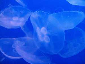 20100101_695shuusei.jpg