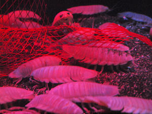 20100101_464shuusei.jpg