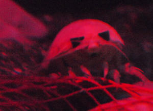 20100101_465shuusei.jpg