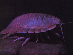 20100101_470shuusei.jpg