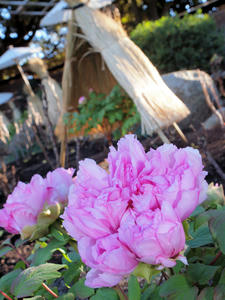 20100101_1170shuusei.jpg