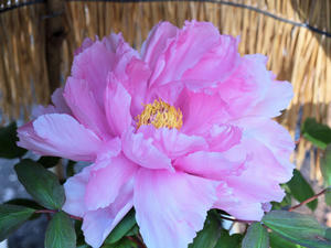 20100101_1188shuusei.jpg