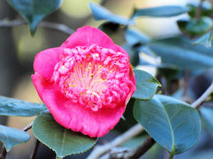 20100101_1235shuusei.jpg