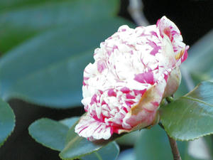 20100101_1236shuusei.jpg