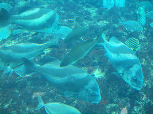 20100103_799shuusei.jpg