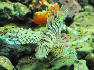 20100126_77shuusei.jpg