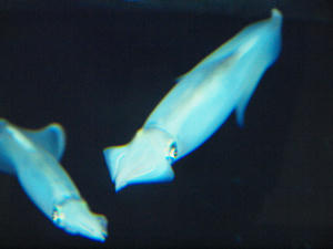20100126_102shuusei.jpg