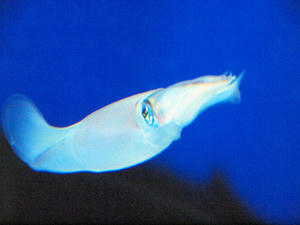 20100126_95shuusei.jpg