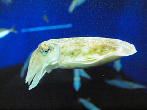 20100126_96shuusei.jpg