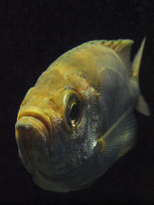 20100126_131shuusei.jpg