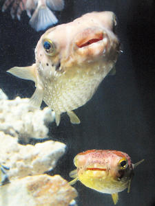 20100126_143shuuisei.jpg