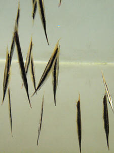 20100126_156shuusei.jpg