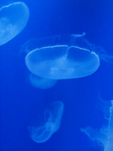 20100126_167shuusei.jpg