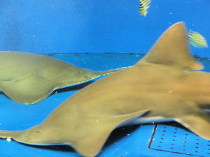 20100126_198shuusei.jpg