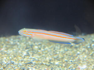 20100126_234shuusei.jpg