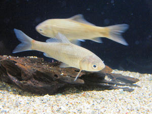 20100126_511shuusei.jpg
