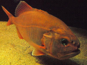 20100126_534shuusei.jpg