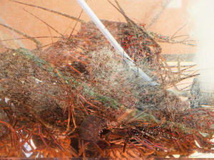 20100126_560shuusei.jpg