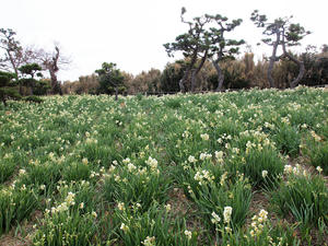 20100126_571shuusei.jpg