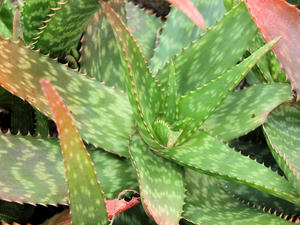20100211_591shuusei.jpg