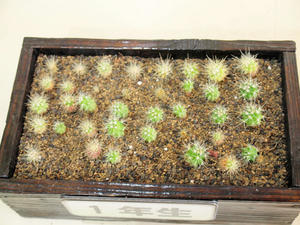 20100211_640shuusei.jpg