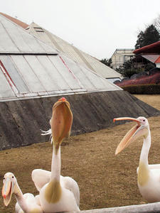 20100211_1054shuusei.jpg