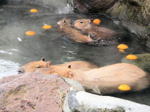 20100211_298shuusei.jpg