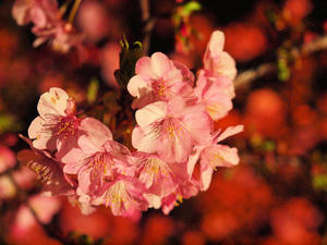20100211_1124shuusei.jpg
