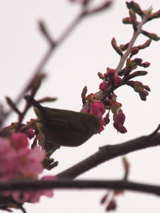 20100211_1148shuusei.jpg