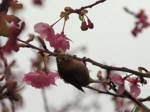 20100211_1156shuusei.jpg