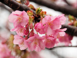 20100211_1159shuusei.jpg