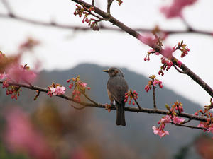 20100211_1162shuusei.jpg