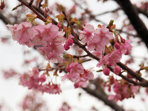 20100211_1164shuusei.jpg