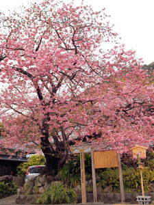 20100211_1195shuusei.jpg