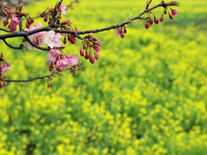 20100211_1220shuusei.jpg