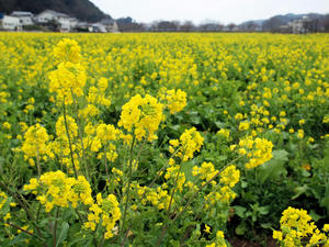 20100211_1221shuusei.jpg