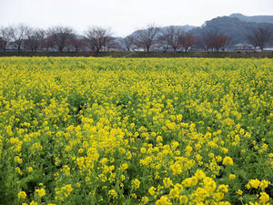 20100211_1232shuusei.jpg