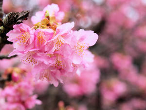 20100211_1259shuusei.jpg