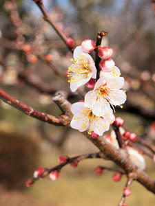 20100224_115shuusei.jpg