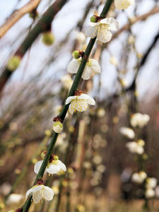 20100224_116shuusei.jpg