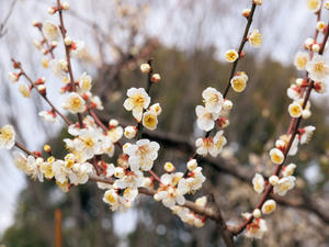 20100224_123shuusei.jpg