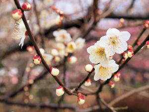 20100224_134shuusei.jpg